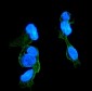 Anti-CCR2 Antibody Picoband™ (monoclonal, 8C4)